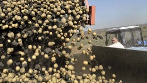 Россия остановила импорт картофеля из Грузии