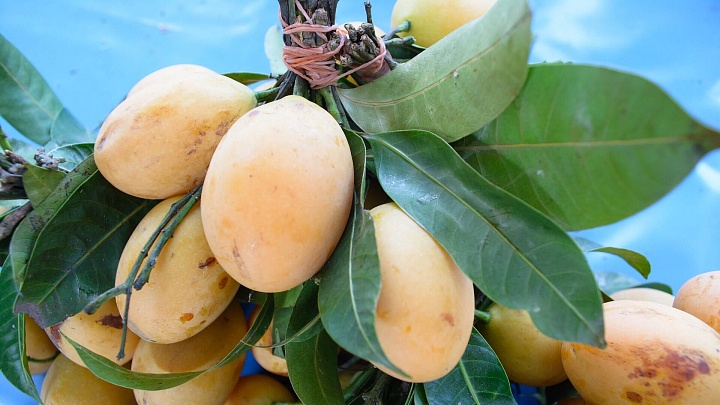 Россия нарастила импорт китайских манго до рекордных значений